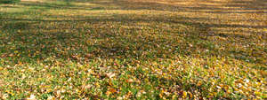 shady lawn covered with fallen leaves