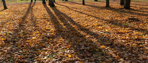 ground covered with leaves and long tree shadows