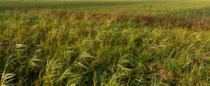 field of tall grass