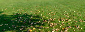 lawn with a shadow and some leaves