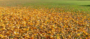 ground covered with leaves on a sunny day