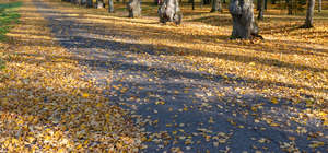 park ground in autumn
