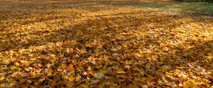 ground with shadows covered with leaves