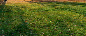 autumn lawn with tree shadows