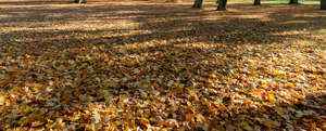 park lawn covered with leaves