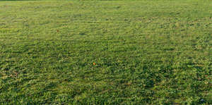 mowed lawn in evening light
