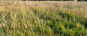 tall dry grass in autumn