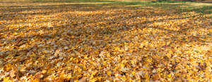 ground covered with yellow leaves