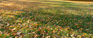grass with yellow fallen leaves