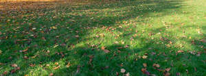 shady grass with some sunny spots in autumn