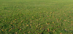 lawn in autumn with some leaves