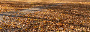 pedestrian parthway covered with leaves