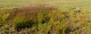 field of grass with different shrubs