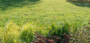 grass with some tall tufts in front