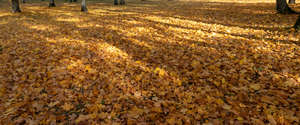 ground with leaves and tree shadows