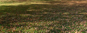 autumn ground with tree shadows