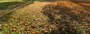 ground under the trees in autumn
