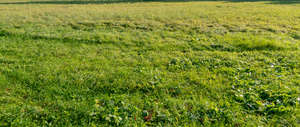 field of grass on a sunny day