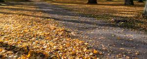 park road in autumn