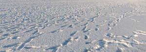sunny snowy ground with footprints