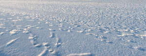 snowy field with some tracks