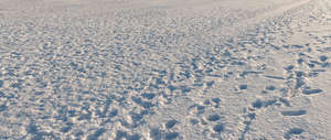 snow covered field full of tracks