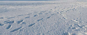 snowy field with some footprints