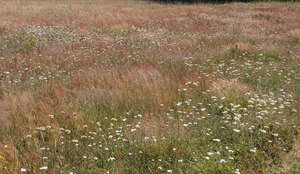 meadow with blooming yarrow