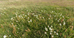 tall grass with some blooming yarrow