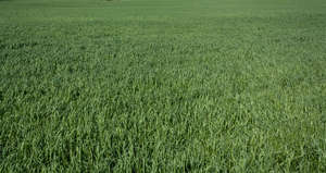 lawn with tall grass