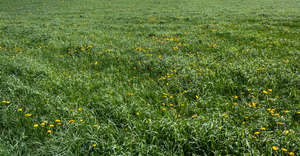 grass with dandelions