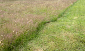 meadow with a mowed patch