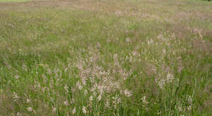 blooming tall grass