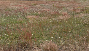 meadow with yarrow and pink grass