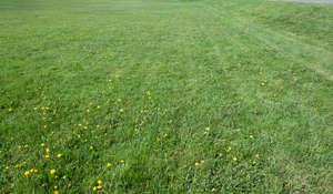 lawn with dandelions