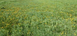 tall grass with dandelions