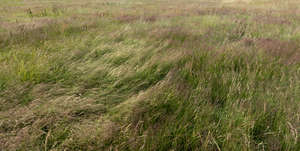 wind blown meadow