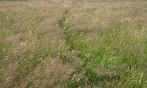 blooming tall grass
