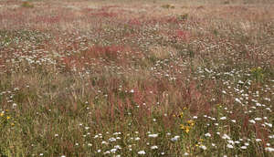 rusty coloured meadow