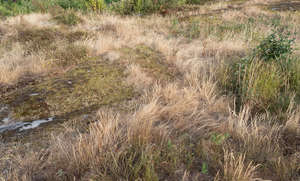 field of dry tall grass