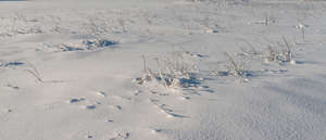 snowy field