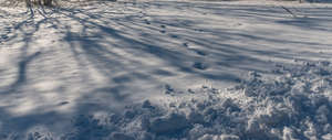 snowy field with tree shadows