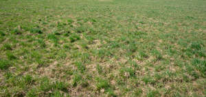 grass with some dry hay