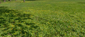 field of blooming spearworts