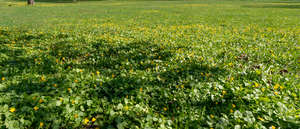 field of spearworts with shadows