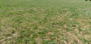 field of grass in spring
