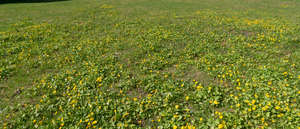 field of blooming spearworts