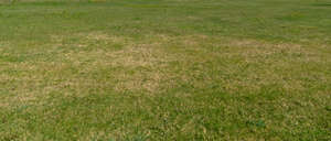 dryer patch of lawn