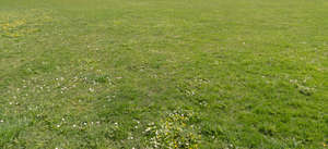 lawn in spring with some small flowers