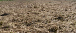 field of tall dry grass